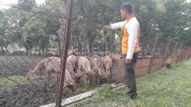 KHAWATIR: Petugas memberikan makan sejumlah rusa Wanawisata Monumen Soerjo, Ngawi. (ASEP SYAEFUL BACHRI/JAWA POS RADAR NGAWI)