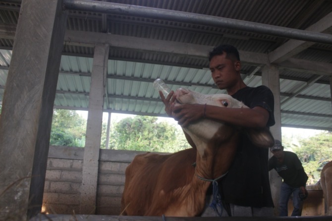 PAKAI OBAT MANUSIA: Seorang peternak di Ngawi meminumkan obat ke sapinya yang terjangkit penyakit mulut dan kuku. (ASEP SYAEFUL BACHRI/JAWA POS RADAR NGAWI)