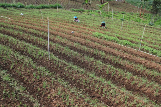 MAHAL DI ONGKOS: Petani bawang merah di Plaosan tengah merawat tanamannya. (KRISHNA IRFANY FOR JAWA POS RADAR MAGETAN)