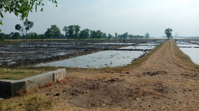 DISERANG WERENG: Lahan persawahan padi di Lembah, Dolopo, yang gagal panen karena serangan OPT wereng cokelat. (ISTIMEWA)