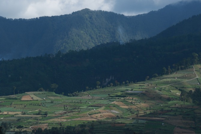 HABITAT SATWA DILINDUNGI: Rimbunnya hutan di lereng Gunung Lawu menjadi habitat macan tutul jawa. (R. BAGUS RAHADI/JAWA POS RADAR MAGETAN)