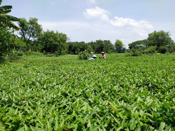 TERHAMPAR: Budidaya kangkung air mendominasi lahan pertanian di Kelurahan Tawangrejo. (ABRIANTO WIBOWO/JAWA POS RADAR MADIUN)