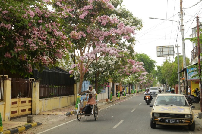 CANTIK: Bunga pohon tabebuya yang ditanam di sejumlah ruas jalan Kota Madiun mulai bermekaran. (BAGAS BIMANTARA/JAWA POS RADAR MADIUN)