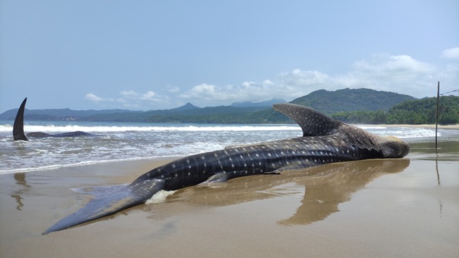 MOMEN LANGKA: Sepasang hiu tutul terdampar di Pantai Wonocaki, Sidomulyo, kemarin (6/9). (TYARA NUR FADILLA FOR JAWA POS RADAR PACITAN)