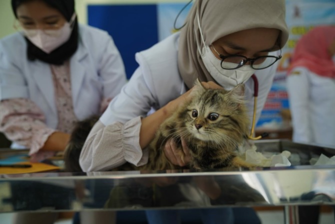 SUNTIK: Petugas kesehatan hewan Dinas Ketahanan Pangan dan Pertanian (DKPP) Kota Madiun melakukan vaksinasi antirabies seekor kucing. (DISKOMINFO FOR JAWA POS RADAR MADIUN)