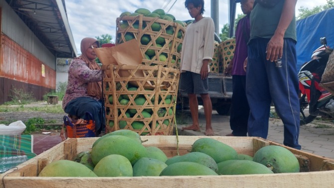 MURAH: Seorang pedagang pemborong menimbang buah mangga di pengepul Kertosari, Geger, kemarin (30/10). (DIAN RAHAYU/JAWA POS RADAR MADIUN)