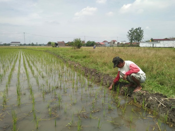 DI SAWAH: Seorang petani di Kelurahan Rejomulyo sedang beraktivitas di sawahnya. (RAHMA DWI LESTARI/RADAR MADIUN)