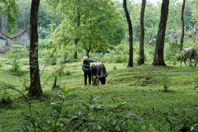 TRADISIONAL: Seorang warga Dusun Bulak Pepe, Banyubiru, Widodaren, tengah menggembala kerbaunya. (MUSTOFA FAHMI UNTUK JAWA POS RADAR NGAWI)