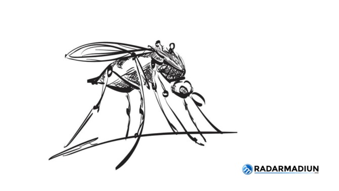 Nyamuk Aedes aegypti. (ILUSTRASI GRAFIS RADAR MADIUN)