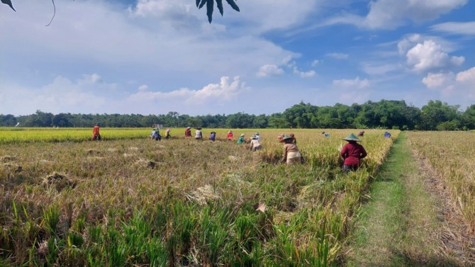 NYARIS GAGAL: Sejumlah petani di Desa Ngepeh, Saradan, sedang memanen padi hasil musim tanam ketiga kemarin (8/11). (DIAN RAHAYU/JAWA POS RADAR CARUBAN)