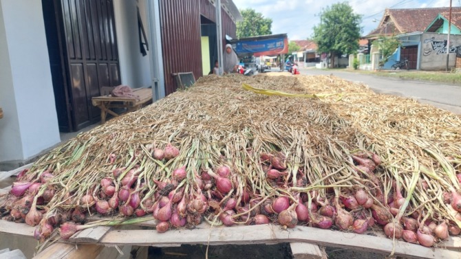 HARGA RENDAH: Salah seorang petani sedang menjemur bawang merah pasca panen di Nglandung, Geger, kemarin (14/11). (DIAN RAHAYU/JAWA POS RADAR MADIUN)