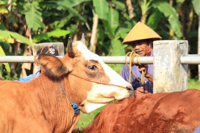 VAKSIN: Populasi sapi di Pacitan sebagian telah divaksinasi anti-PMK. (SUGENG DWI N./JAWA POS RADAR PACITAN)