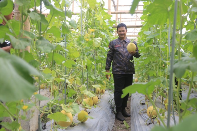 MELIMPAH: Wali Kota Madiun Maidi memanen melon golden di greenhouse Ngrowo Bening Edupark kemarin. (BAGAS BIMANTARA/JAWA POS ARADR MADIUN)