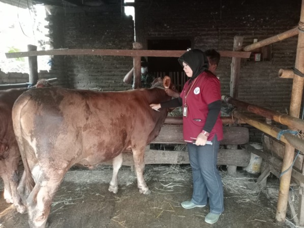 PERIKSA: Petugas sedang mengecek kondisi kesehatan seekor sapi. (ISTIMEWA)