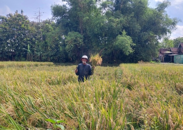 MELIMPAH: Seorang petani di Desa Ngepeh, Saradan, sedang memanen padi. (DIAN RAHAYU/JAWA POS RADAR MADIUN)