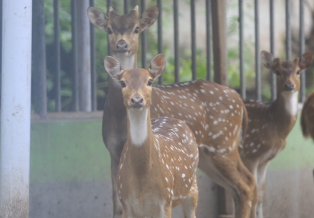 RUSA TUTUL: Salah satu satwa di MUS. Tempat wisata milik Pemkab Madiun itu manergetkan 10 ribu pengunjung saat Nataru kali ini. (DOKUMEN/JAWA POS RADAR CARUBAN)