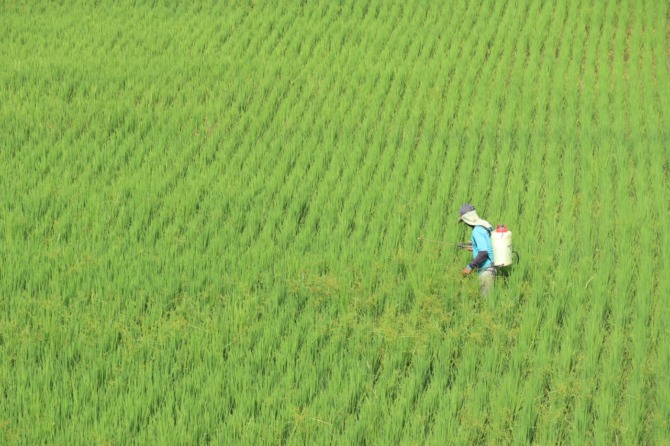 HIJAU: Seorang petani tengah menyemprotkan pupuk di lahan pertaniannya. (DOK. RADAR MADIUN)