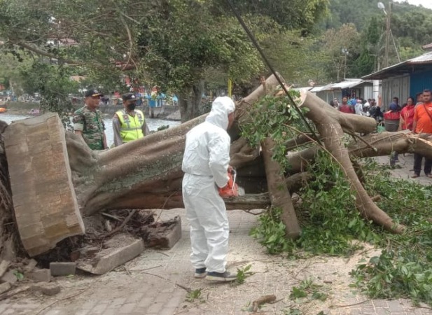 DITERJANG ANGIN KEMARIN: Sejumlah pohon di tepi Telaga Sarangan tumbang. Terop tiket masuk wisata edisi Nataru juga ambruk. (APRILITA SARI/JAWA POS RADAR MAGETAN)