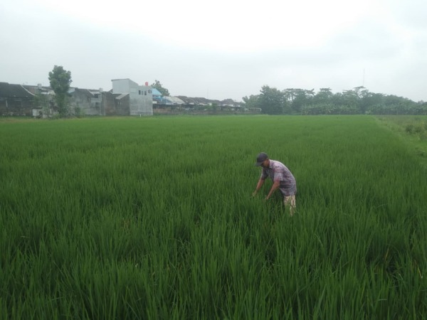 PERTANIAN: Luas lahan panen dan produksi padi di Kota Madiun tahun ini mengalami penurunan dibanding tahun lalu. (RAHMA DWI LESTARI/JAWA POS RADAR MADIUN)