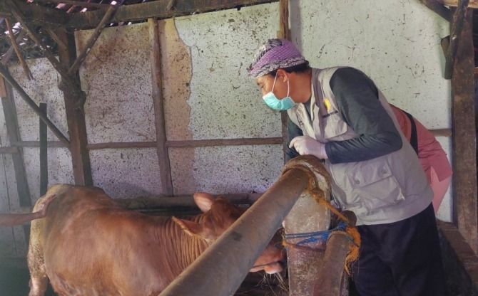 VAKSINASI: Petugas DPKP Kabupaten Madiun menyuntikkan vaksin PMK dosis kedua pada ternak warga di Plumpungrejo, Wonoasri, Senin (19/12). (DIAN RAHAYU/JAWA POS RADAR MADIUN)
