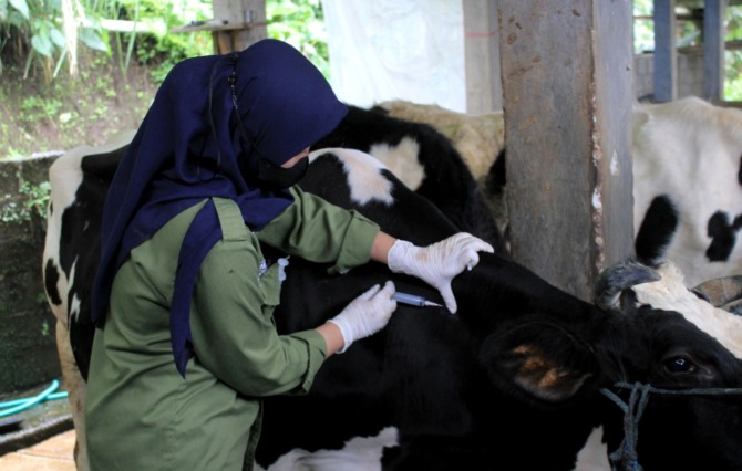 ANTIBODO: Peternakan diwanti-wanti agar jeli mencermati riwayat vaksinasi saat mendatangkan ternak dari luar daerah. (AJI PUTRA/JAWA POS RADAR PONOROGO)