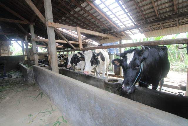 Ilustrasi Foto Hewan ternak warga (DOK/Jawa Pos Radar Ponorogo)