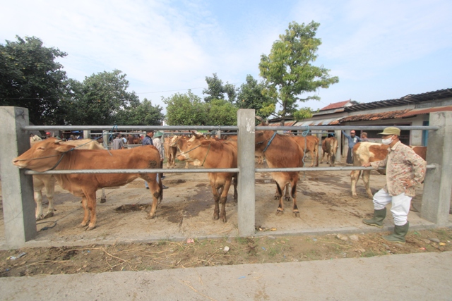 ZONA HIJAU : Meski belum ditemukan di Kabupaten Ponorogo, peternak sapi diminta tetap waspada terhadap ancaman Lumpy Skin Disease. (AJI PUTRA/JAWA POS RADAR PONOROGO)