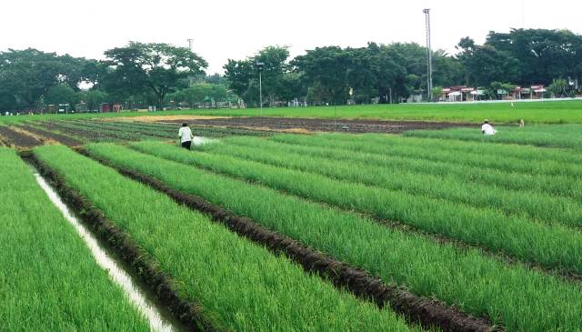 SEMPROT: Petani sedang menyemprot tanaman bawang merah dengan pestisida. (RAHMA DWI LESTARI/JAWA POS RADAR MADIUN)
