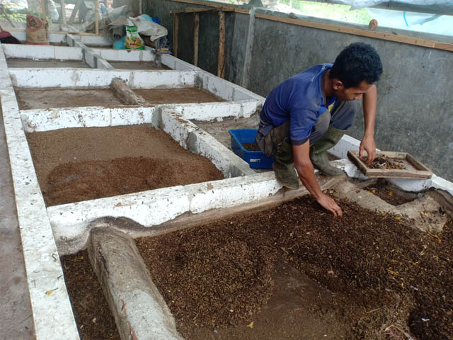 PROSPEKTIF: Pengelolaan sampah dengan budi daya maggot di Pasar Agribisnis 2 Plaosan. (APRILITA SARI/JAWA POS RADAR MAGETAN)