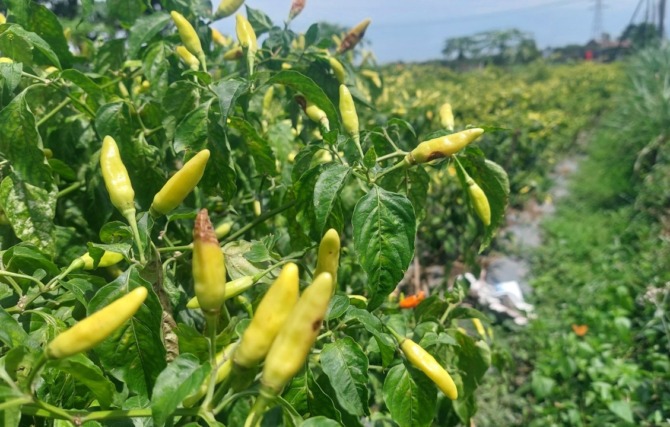 KERING: Buah cabai hasil budi daya sejumlah petani Desa Mojorayung. Wungu, banyak yang membusuk di pohon akibat tingginya intensitas hujan. (DIAN RAHAYUJAWA POS RADAR MADIUN)