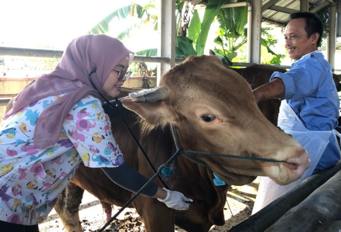 ANTISIPASI: Petugas memvaksin ternak. Kasus positif PMK mulai bermunculan kembali. (DOKUMEN RADAR MAGETAN)