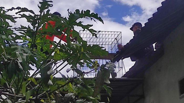 PASANG JEBAKAN: Petugas BPBD memonitor permukiman warga di Trisono yang didatangi monyet sejak tiga bulan belakangan. (BPBD FOR JAWA POS RADAR PONOROGO)