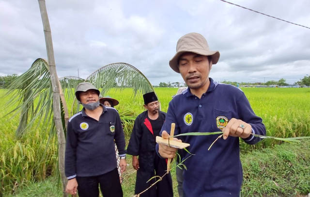 SIMBOLIS: Bupati Madiun dalam acara methil (petik) untuk memulai panen padi tahun ini di Pule, Sawahan, kemarin (24/2). (PROKOPIM UNTUK JAWA POS RADAR CARUBAN)