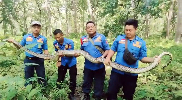 KEMBALI KE HABITAT: Petugas damkar Satpol PP Ngawi melepasliarkan seekor ular sanca di salah satu kawasan hutan di Ngawi kemarin. (SATPOL PP UNTUK JAWA POS RADAR NGAWI)