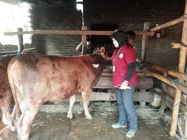 PENCEGAHAN: Petugas DKPP Kota Madiun saat menyuntik vaksin seekor sapi. (ISTIMEWA)