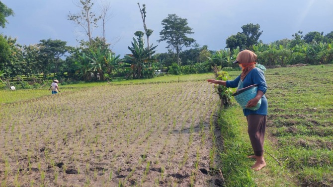PEMELIHARAAN: Salah seorang petani di wilayah Kecamatan Kebonsari sedang memupuk tanaman padinya belum lama ini. (ILUSTRASI: R. BAGUS RAHADI/JAWA POS RADAR CARUBAN)
