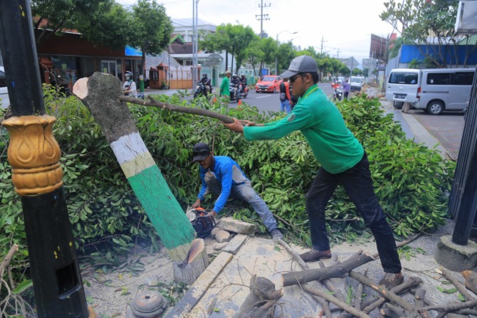DIGANTI BARU: Petugas Disperkim Kota Madiun menebang pohon di Jalan dr. Soetomo sisi barat. (BAGAS BIMANTARA/JAWA POS RADAR MADIUN)
