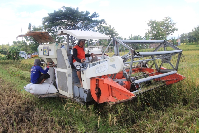 PANEN RAYA : Selama HPP lama diterapkan, Bulog telah menyerap 90 ton beras dari tiga wilayah kerjanya; Ponorogo, Magetan, dan Pacitan. (Dokumen/JAWA POS RADAR PONOROGO)