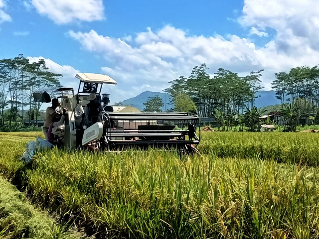 ALSINTAN: Mesin combine digunakan oleh sejumlah petani di Pacitan untuk memanen padi mereka dan meningkatkan harga jual gabah kering ke Bulog kemarin (13/3). (HENGKY RISTANTO/RADAR PACITAN)