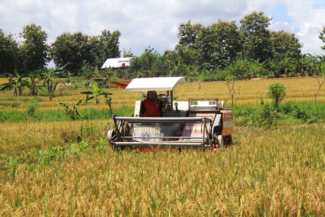 PANEN: Produktivitas padi di masa panen pertama tahun ini melimpah. (AJI PUTRA/JAWA POS RADAR PONOROGO)