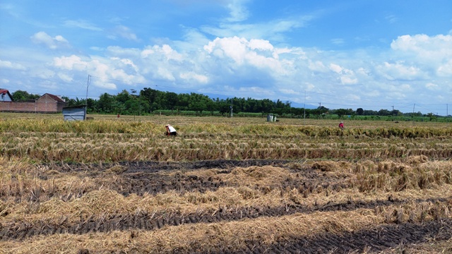PASCA PANEN: Seorang petani Desa Nglandung, Geger, sedang membersihkan damen setelah panen. (DIAN RAHAYU/JAWA POS RADAR CARUBAN)