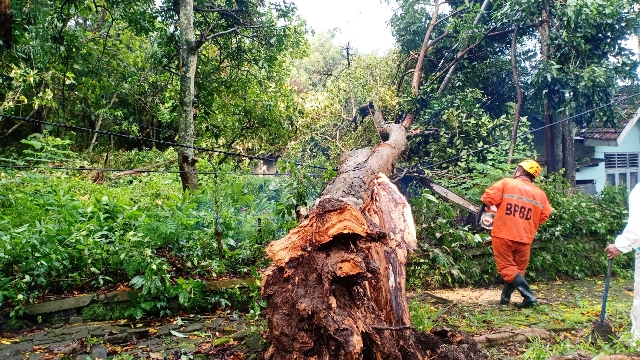 EVAKUASI: Hujan angin menyebabkan pepohonan tumbang di delapan titik area Magetan kota kemarin sore. (APRILITA SARI/JAWA POS RADAR MAGETAN)