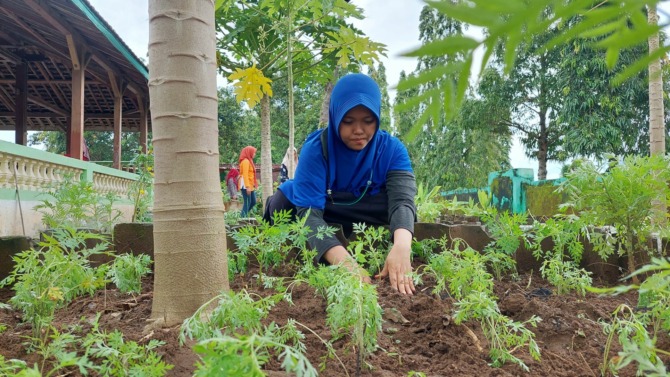PTP: Beberapa perempuan menanam sayuran di pekarangan kantor Desa Sumberejo, Geger. (DIAN RAHAYU/JAWA POS RADAR CARUBAN)