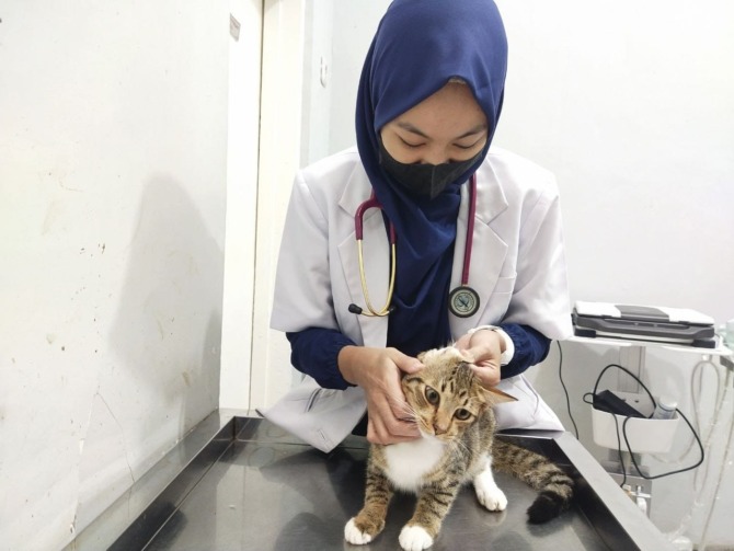 Ilustrasi memandikan kucing