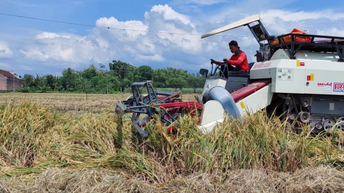 GABAH MURAH: Aktivitas memanen padi dengan mesin dos di Nglandung, Geger, kemarin (5/3). (DIAN RAHAYU/JAWA POS RADAR CARUBAN)