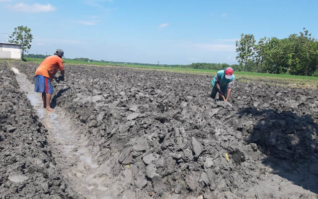 KELOLA TANAH: Penyiapan lahan tanam secara benar menjadi salah satu faktor tembakau bisa panen maksimal. (DOKUMEN/JAWA POS RADAR NGAWI)