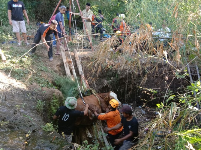 BERSAMA WARGA: Proses evakuasi sapi terperosok di lubang sampah di Desa Banyudono, Ngariboyo, kemarin. (BPBD UNTUK RADAR MAGETAN)