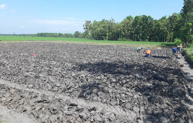 PERSIAPAN BENIH: Sejumlah petani di Kecamatan Karangjati, Ngawi, menyiapkan lahan untuk pembenihan tembakau. (ASEP SYAEFUL BACHRI/JAWA POS RADAR NGAWI)