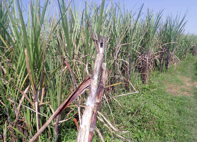 RUSAK: Tanaman tebu di wilayah Kecamatan Wonoasri rusak diserang hama tikus. (R. BAGUS RAHADI/JAWA POS RADAR CARUBAN)