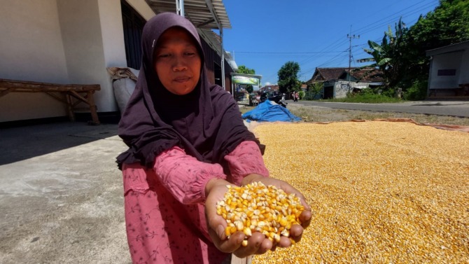SEMRINGAH: Salah seorang petani di Nglandung, Geger, sedang menjemur jagung hasil panen mereka. (DIAN RAHAYU/RADAR MADIUN)